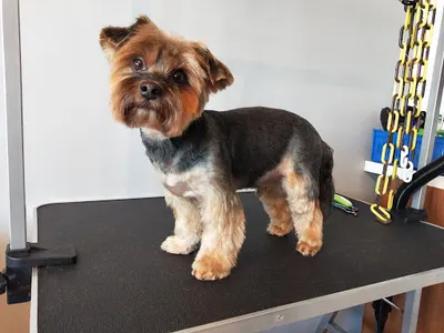 Puszek psi fryzjer Bytom strzyżenie psów i kotów pielęgnacja obcinanie trymowanie